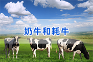 安徽牛类动物鉴定